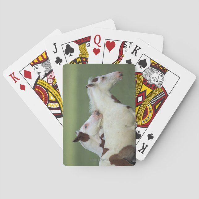 Paint Foals Playing Poker Cards (Back)