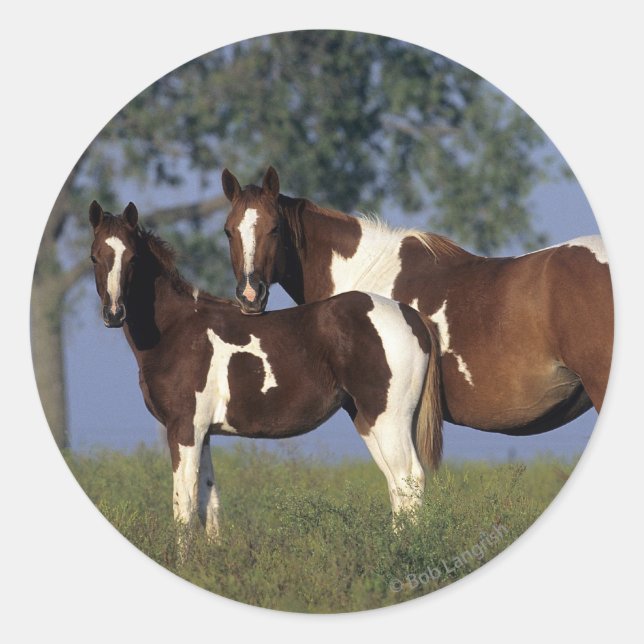 Paint HMare & Foal Classic Round Sticker (Front)
