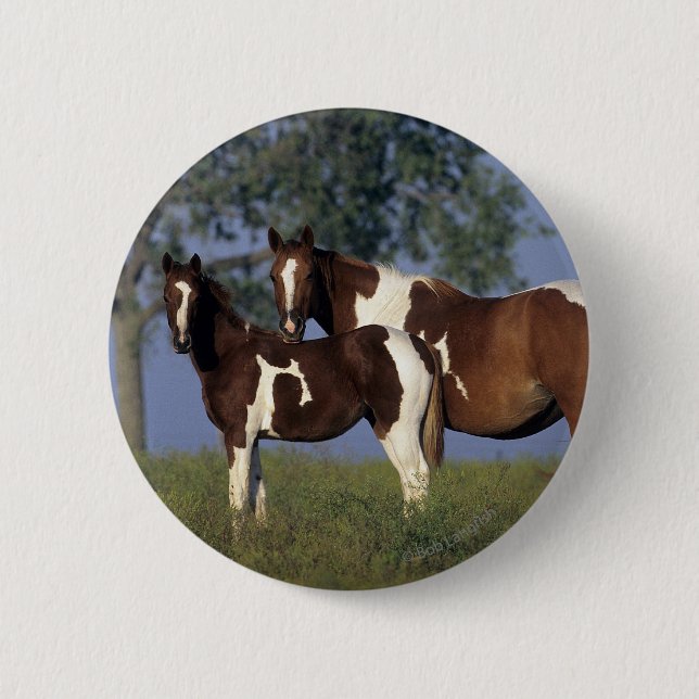 Paint HMare & Foal Pinback Button (Front)