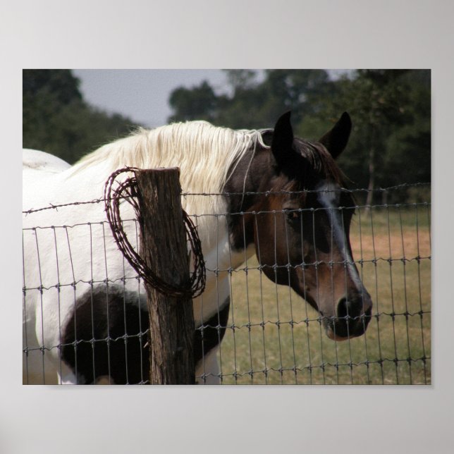 Paint Horse and Fence Poster (Front)