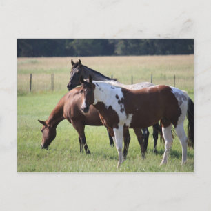 Paint Horse and Friends Postcard