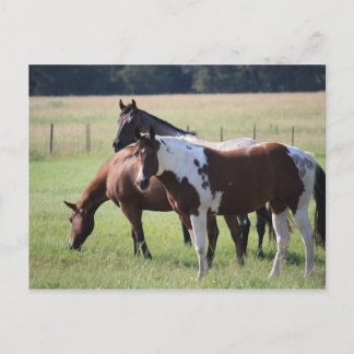 Paint Horse and Friends Postcard