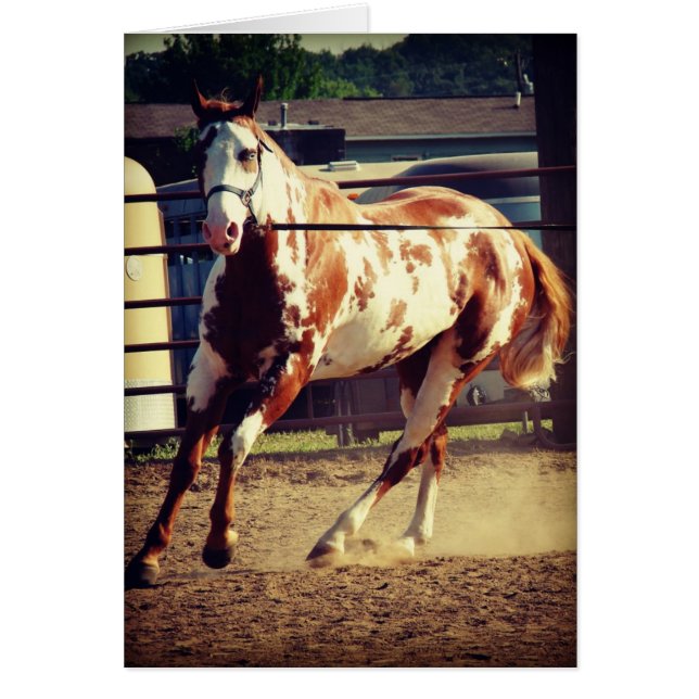 Paint Horse Cards (Front)