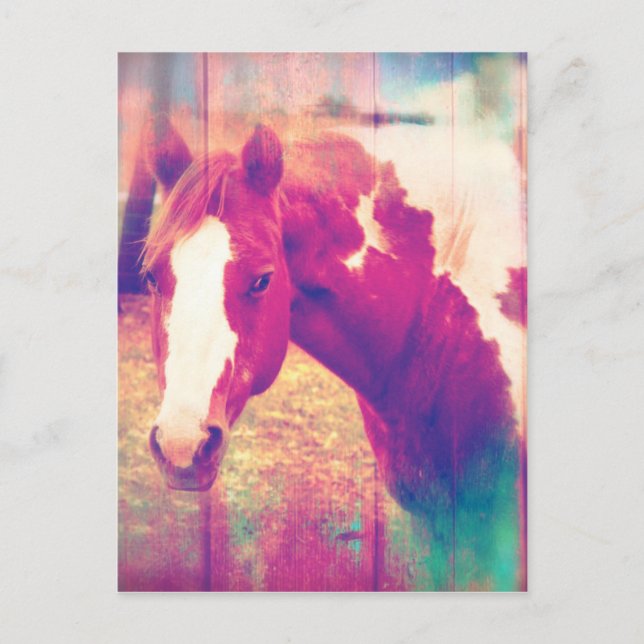 Paint Horse Grunge Postcard (Front)