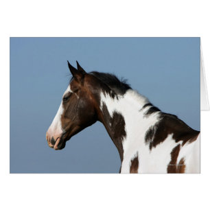 Paint Horse Headshot 1