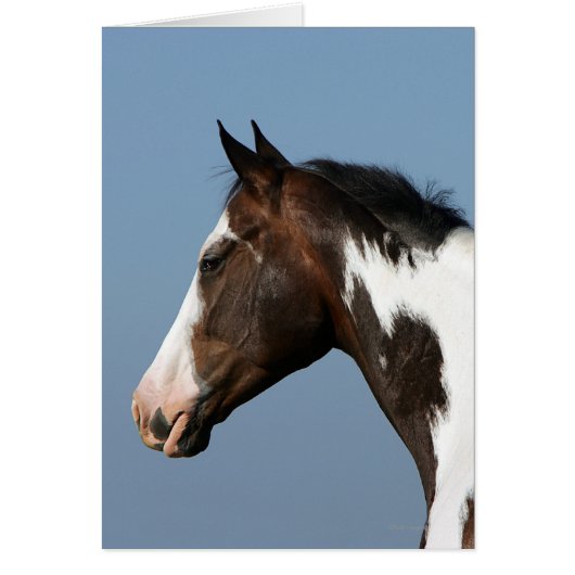 Paint Horse Headshot 1 Cards (Front)