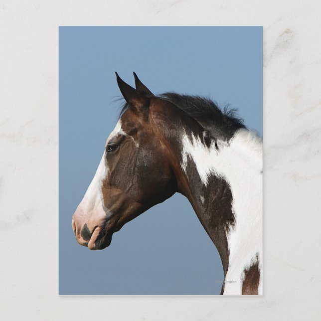 Paint Horse Headshot 1 Postcard (Front)