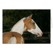 Paint Horse Headshot 2 (Front Horizontal)