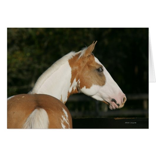 Paint Horse Headshot 2 (Front Horizontal)