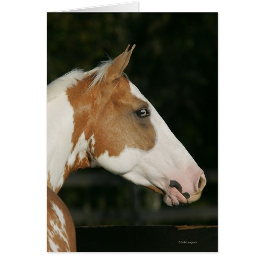 Paint Horse Headshot 2 Cards (Front)