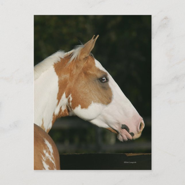 Paint Horse Headshot 2 Postcard (Front)
