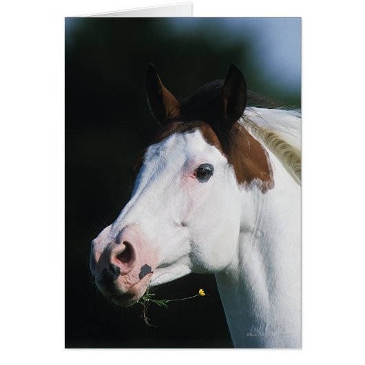 Paint Horse Headshot 3 Cards (Front)