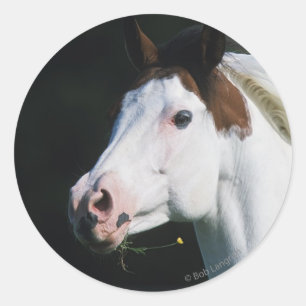Paint Horse Headshot 3 Classic Round Sticker