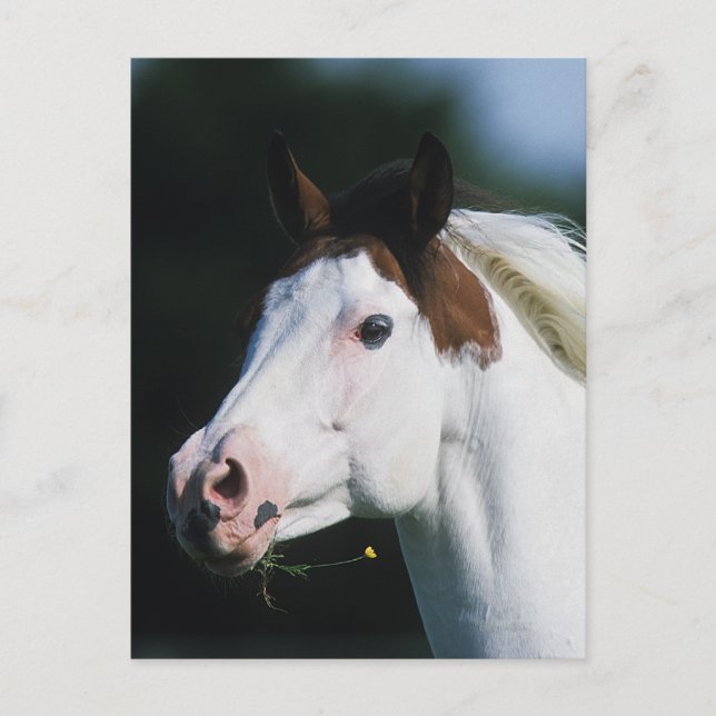 Paint Horse Headshot 3 Postcard (Front)