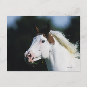 Paint Horse Headshot 3 Postcard