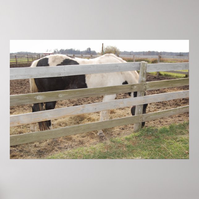Paint Horse in Corral Poster (Front)