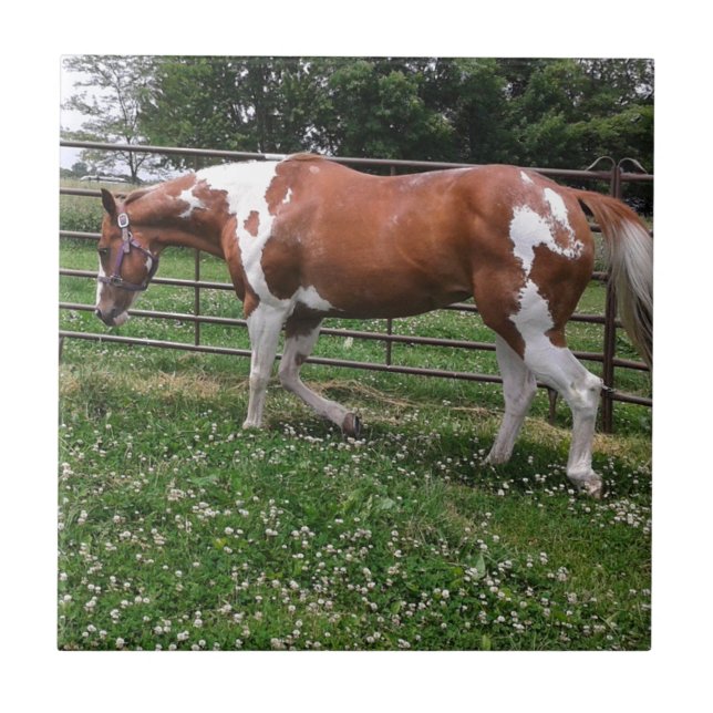 Paint Horse Mare Named Flashy Tile (Front)
