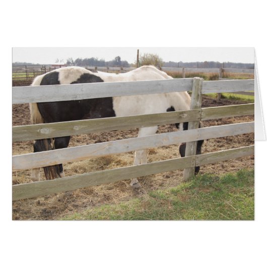 Paint Horse/Pinto Cards (Front Horizontal)