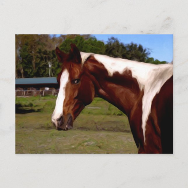 Paint Horse Portrait Artwork Oil Painting Postcard (Front)