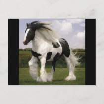 Paint Horse Postcard