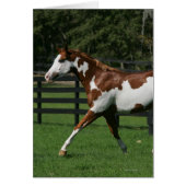 Paint Horse Running 1 (Front)