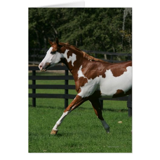 Paint Horse Running 1 Cards (Front)