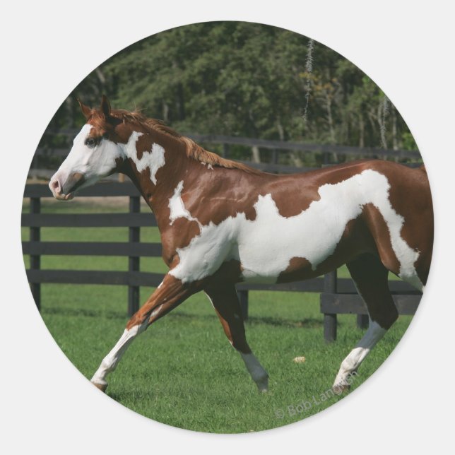 Paint Horse Running 1 Classic Round Sticker (Front)