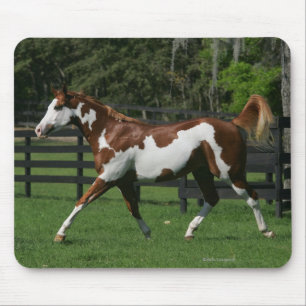 Paint Horse Running 1 Mouse Pad