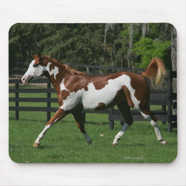 Paint Horse Running 1 Mouse Pad (Front)