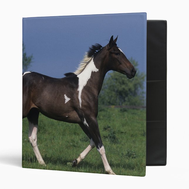 Paint Horse Running 2 Binder (Front/Inside)