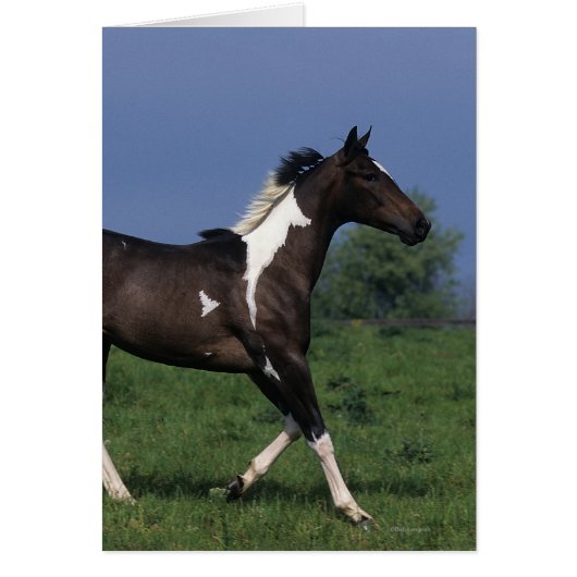 Paint Horse Running 2 Cards (Front)