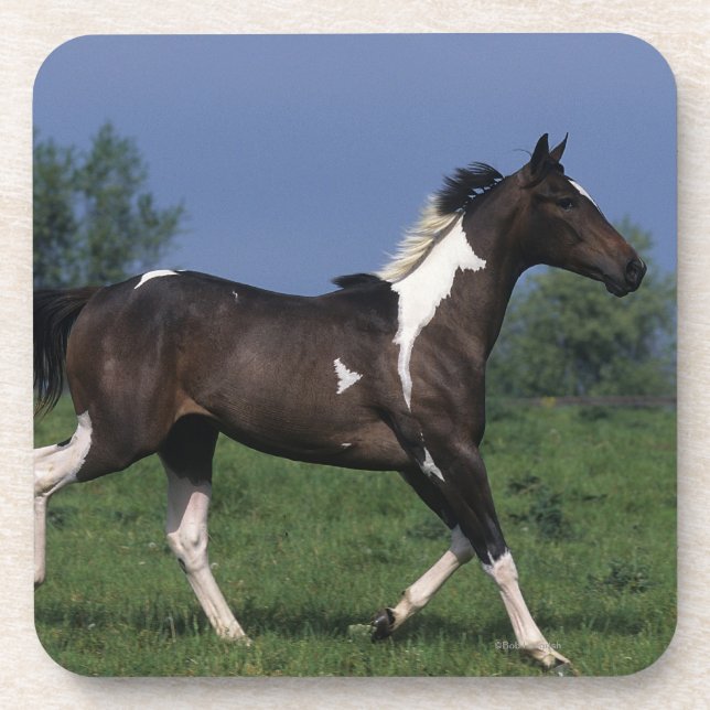 Paint Horse Running 2 Coaster (Front)