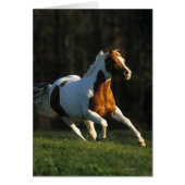 Paint Horse Running Fast (Front)