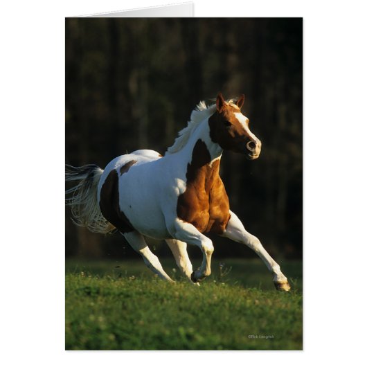 Paint Horse Running Fast Cards (Front)