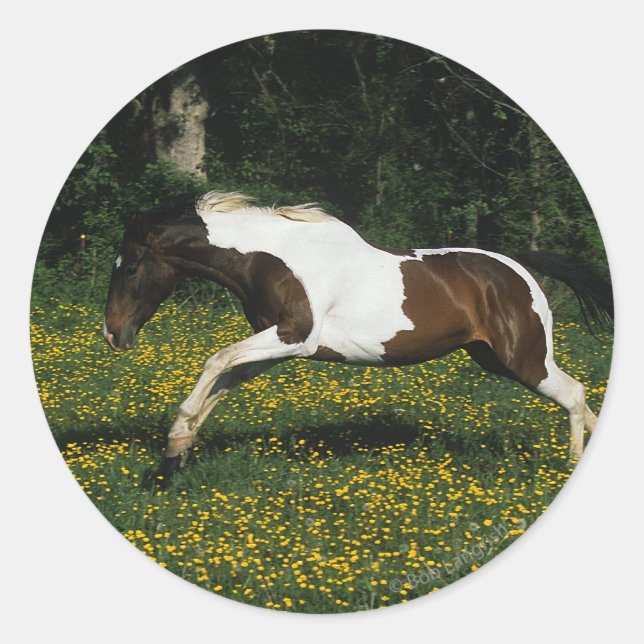 Paint Horse Running in Field of Flowers Classic Round Sticker (Front)