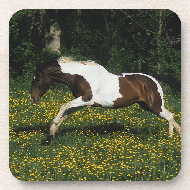 Paint Horse Running in Field of Flowers Drink Coaster (Front)