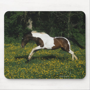 Paint Horse Running in Field of Flowers Mouse Pad