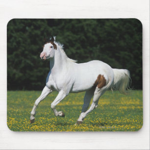 Paint Horse Running in Grassy Field Mouse Pad