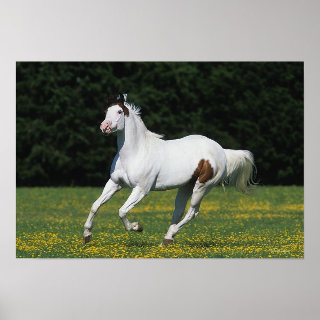 Paint Horse Running in Grassy Field Poster (Front)