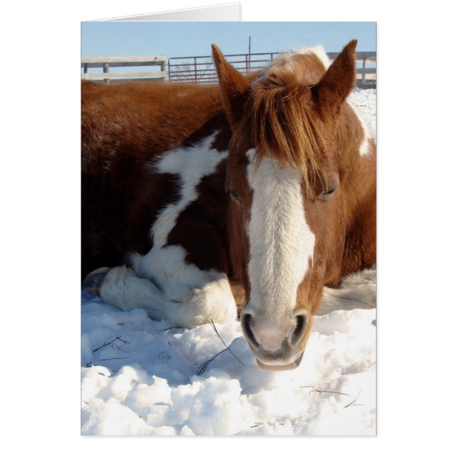 Paint Horse Snowy Sunny Snooze Cards (Front)