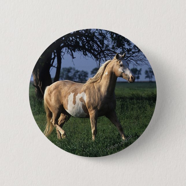 Paint Horse Standing 2 Button (Front)
