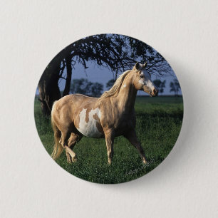 Paint Horse Standing 2 Button