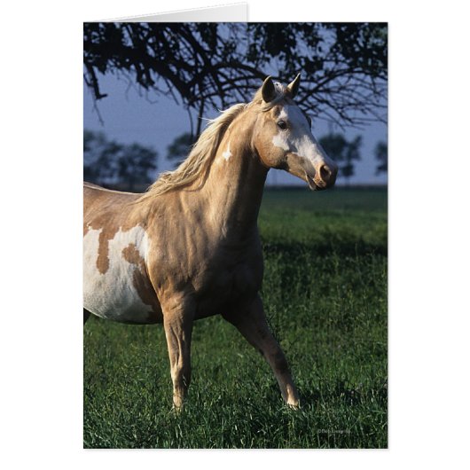 Paint Horse Standing 2 Cards (Front)