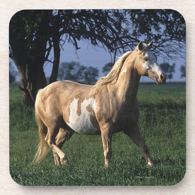 Paint Horse Standing 2 Drink Coaster (Front)