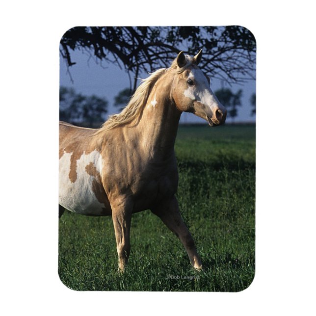 Paint Horse Standing 2 Magnet (Vertical)