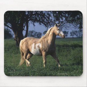 Paint Horse Standing 2 Mouse Pad