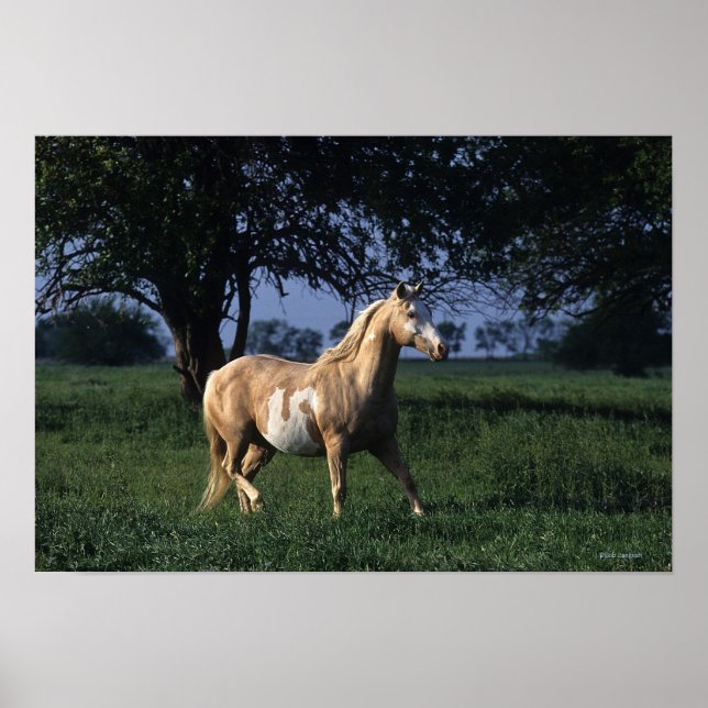 Paint Horse Standing 2 Poster (Front)