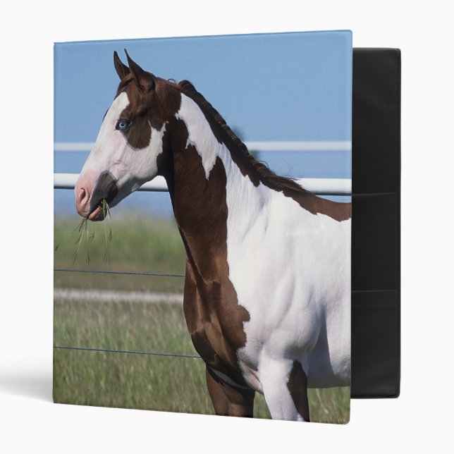 Paint Horse Standing 3 Ring Binder (Front/Inside)
