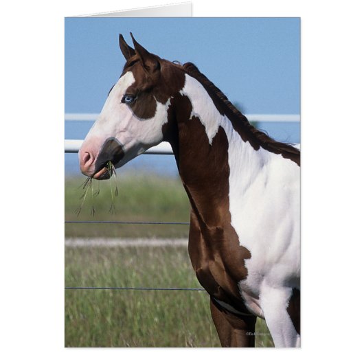 Paint Horse Standing Cards (Front)