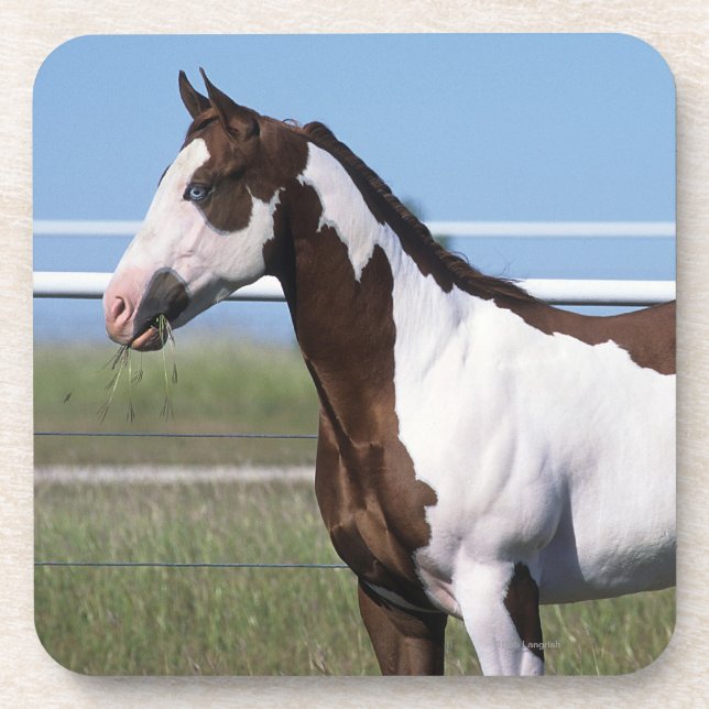 Paint Horse Standing Coaster (Front)